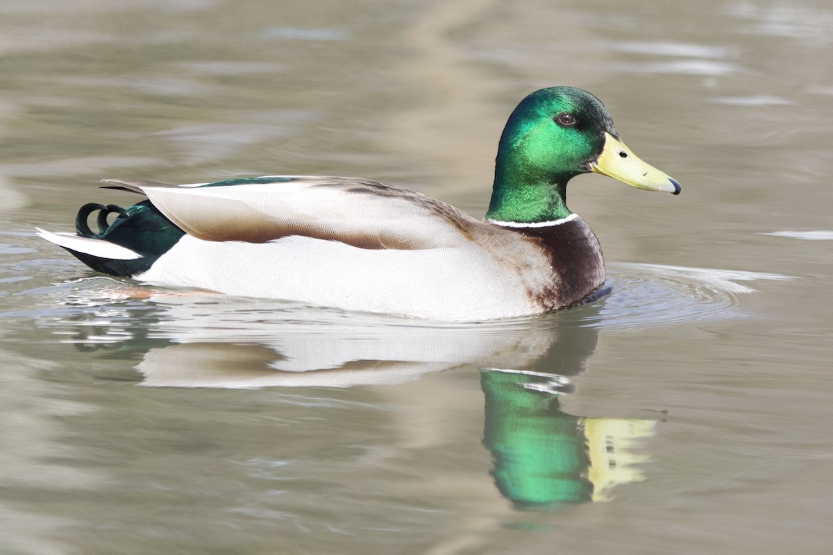 Mallard - John Shamgochian