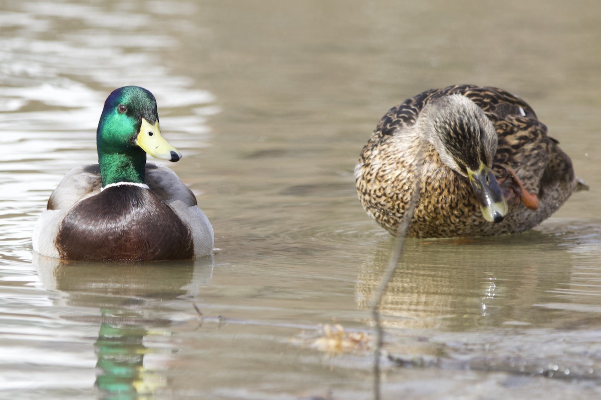 Mallard - John Shamgochian