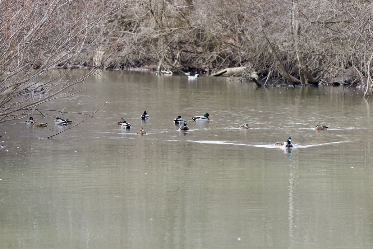 Mallard - John Shamgochian