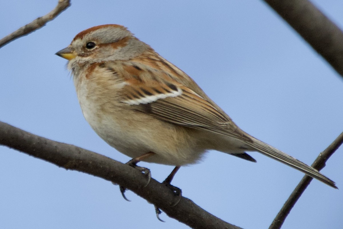 American Tree Sparrow - John Shamgochian