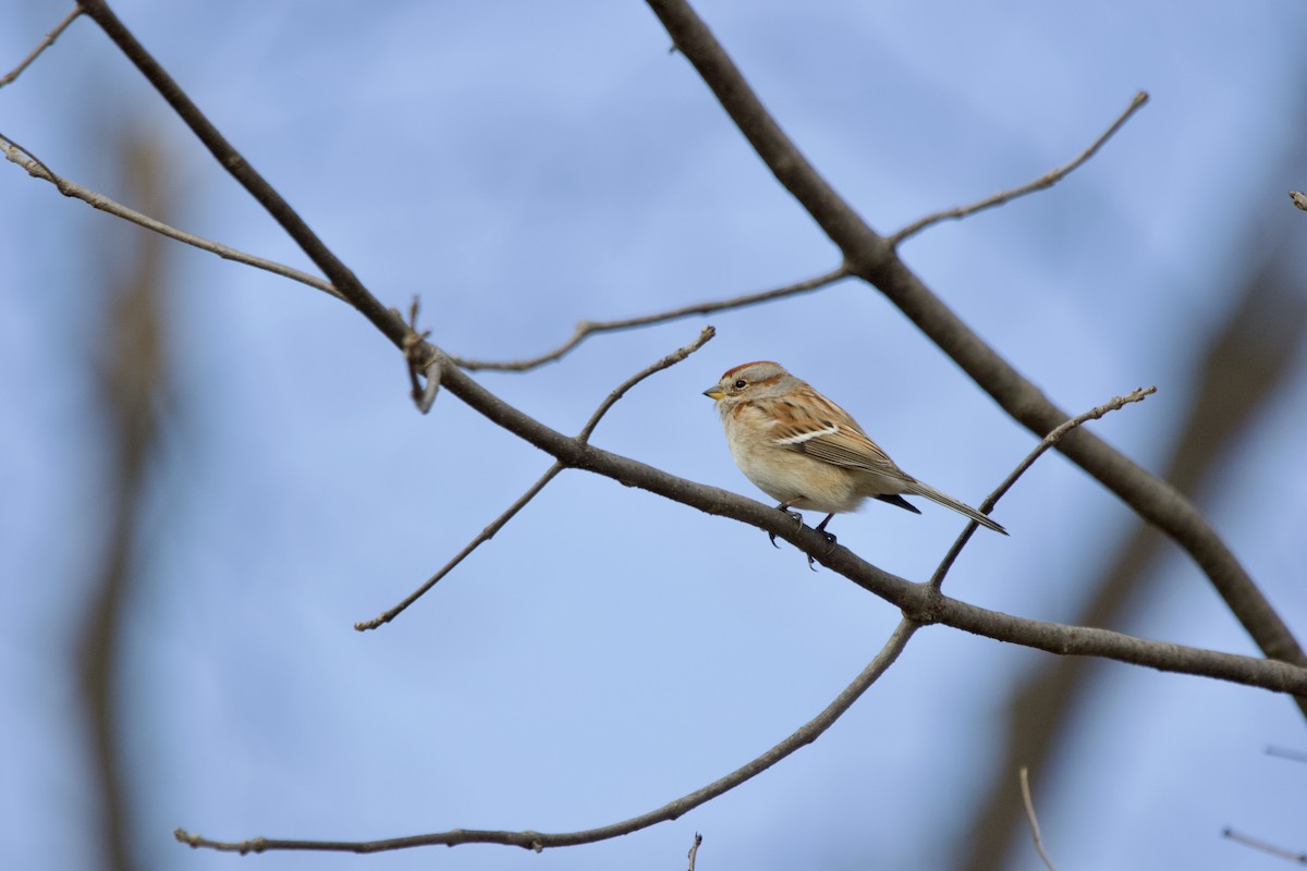 American Tree Sparrow - John Shamgochian
