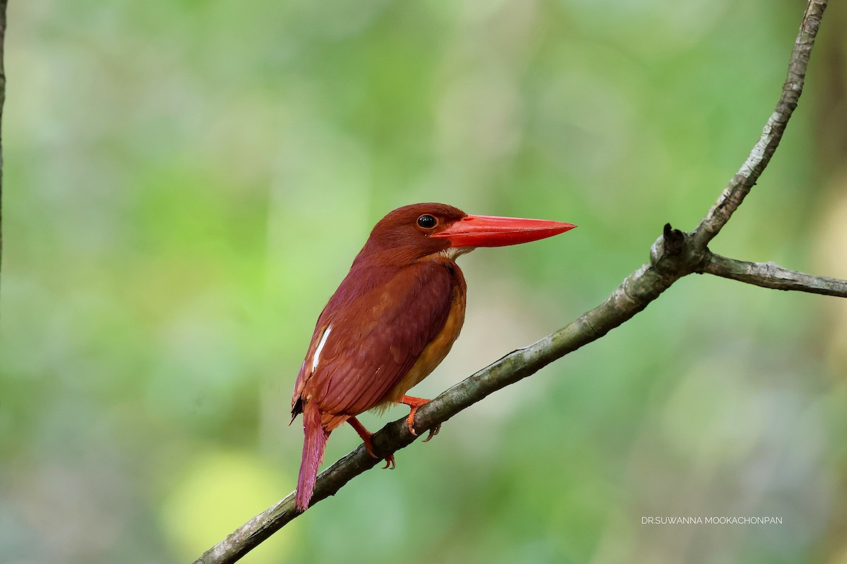 Ruddy Kingfisher - suwanna mookachonpan