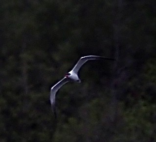 Caspian Tern - Kris Andrews