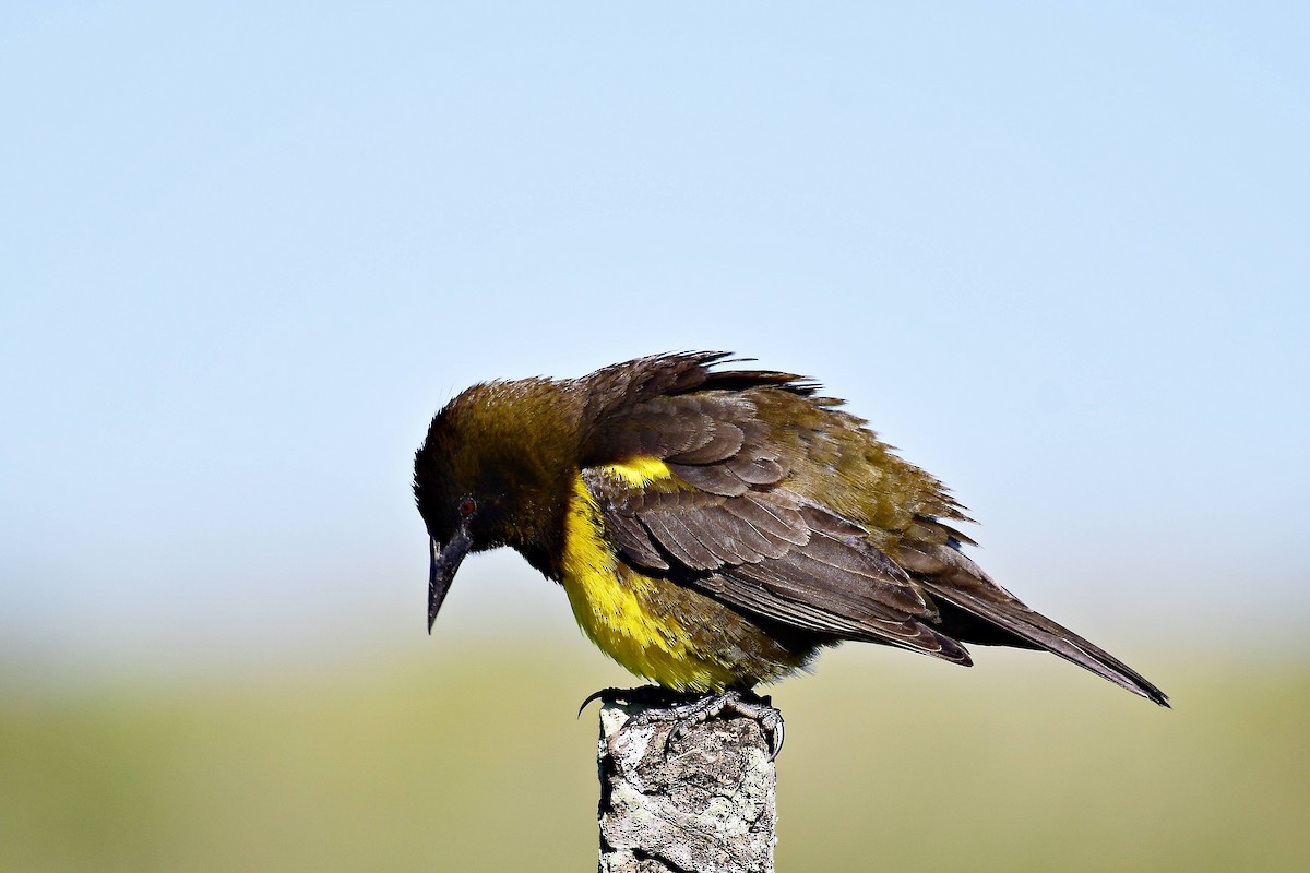 Brown-and-yellow Marshbird - Marcelo Cuadrado