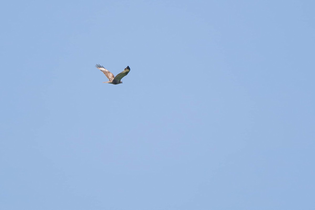 Mongolenbussard - ML619127760