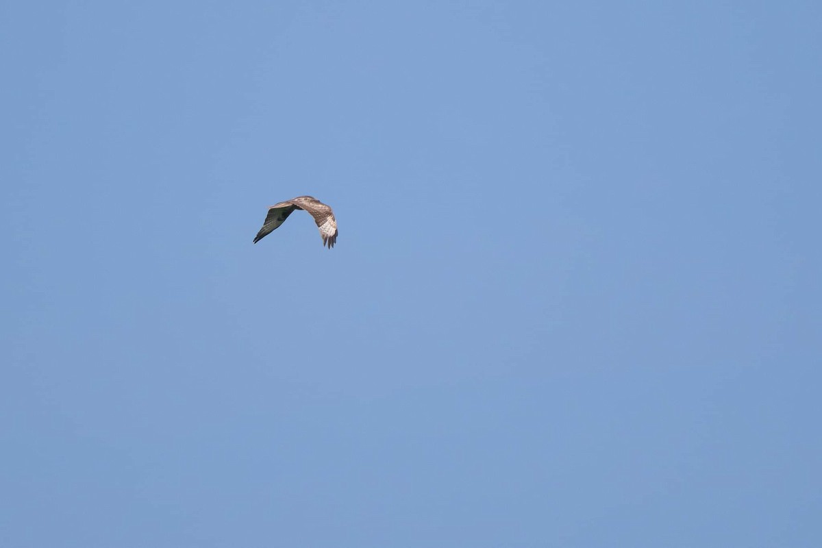 Upland Buzzard - ML619127761