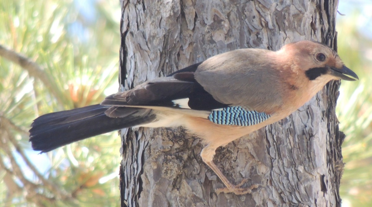 Eurasian Jay (Eurasian) - Mark Easterbrook