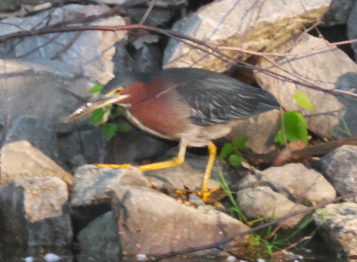 Green Heron - Michael Clay