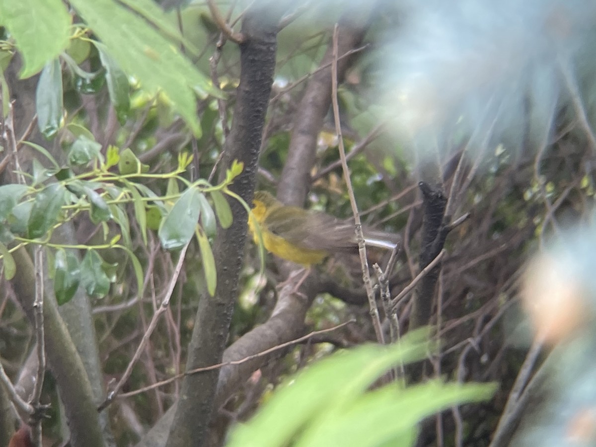 Hooded Warbler - Ben Shamgochian