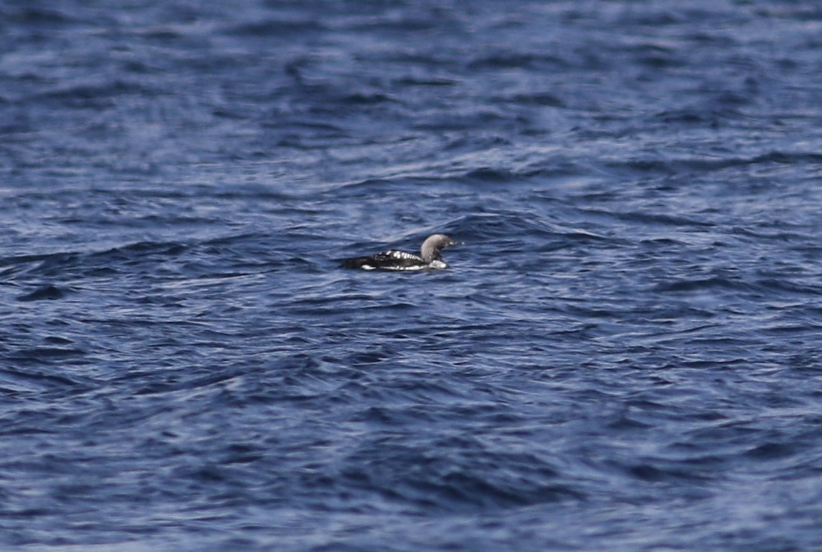 Pacific Loon - ML619127806