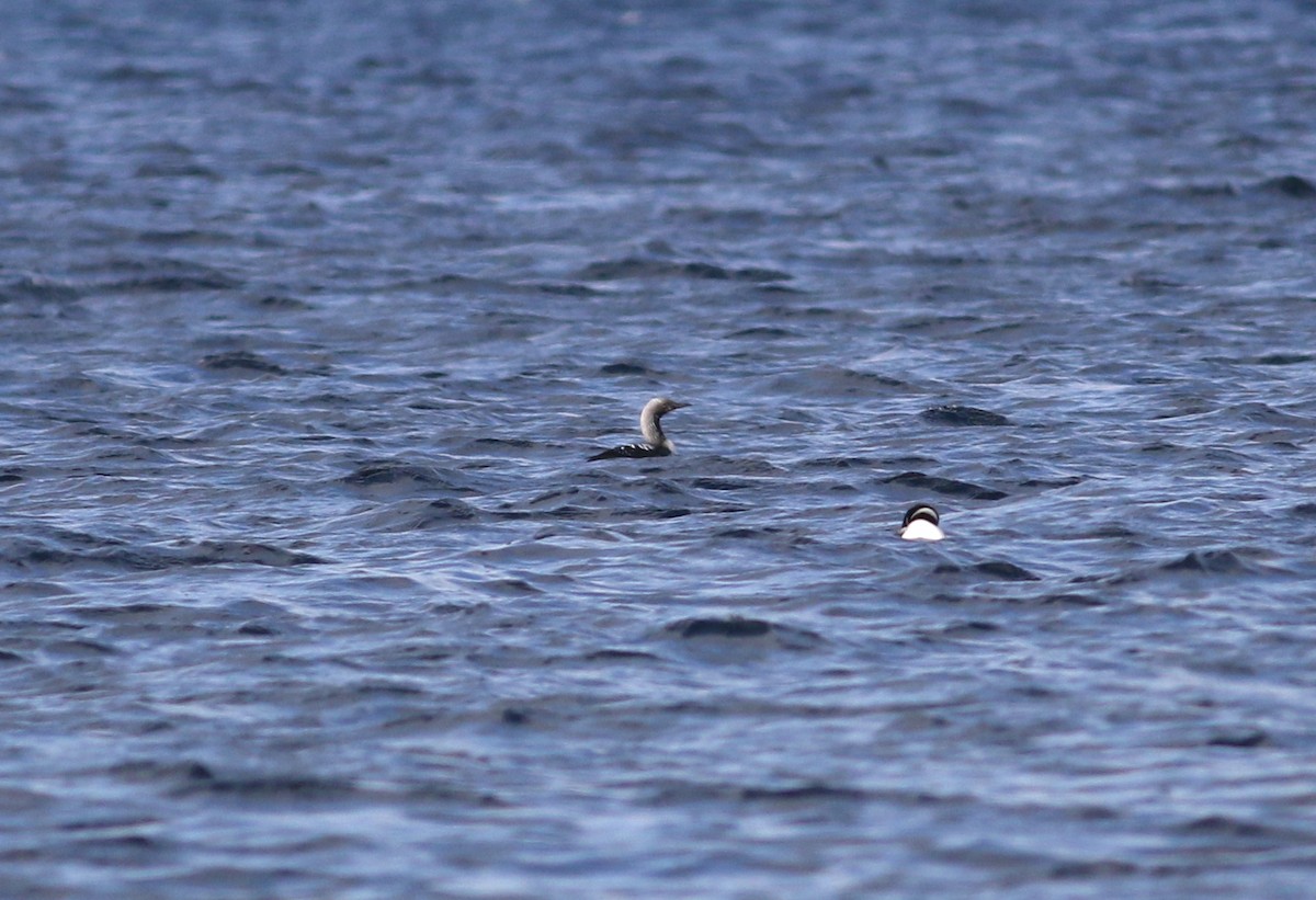 Pacific Loon - ML619127810