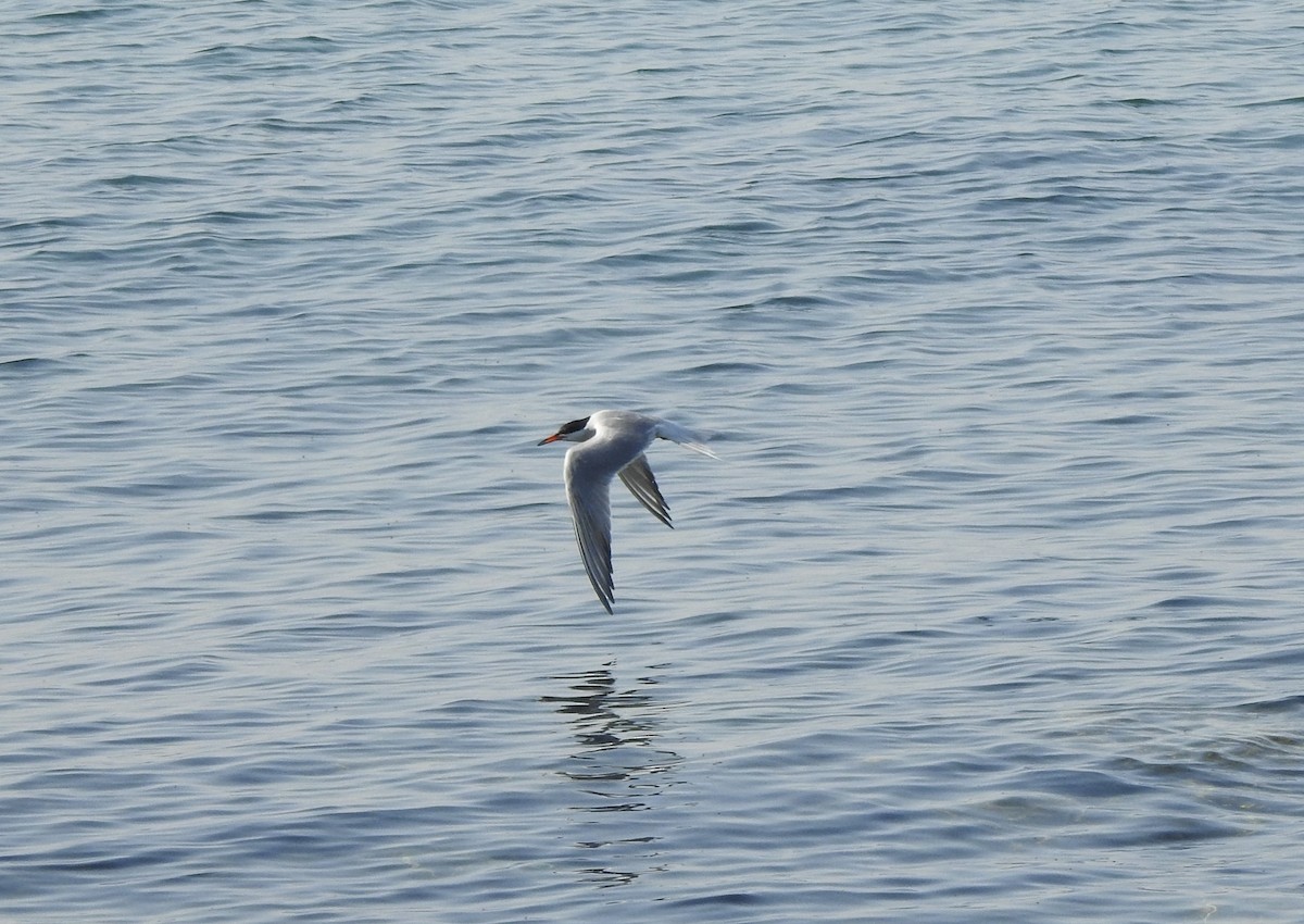 Common Tern - Noam Markus