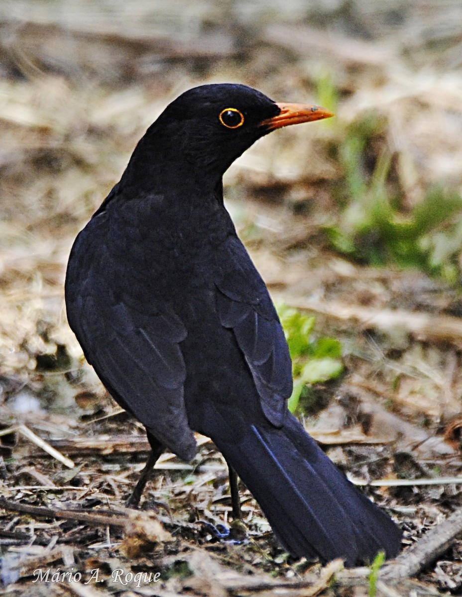 Eurasian Blackbird - ML619127835