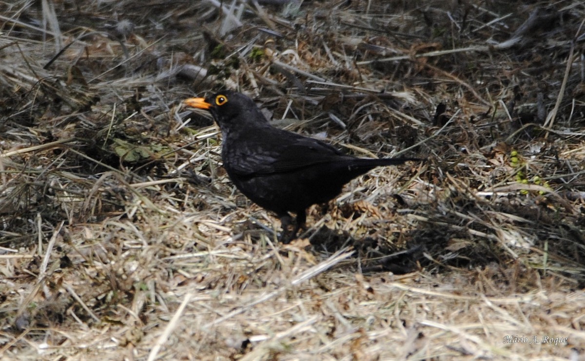 Eurasian Blackbird - ML619127836