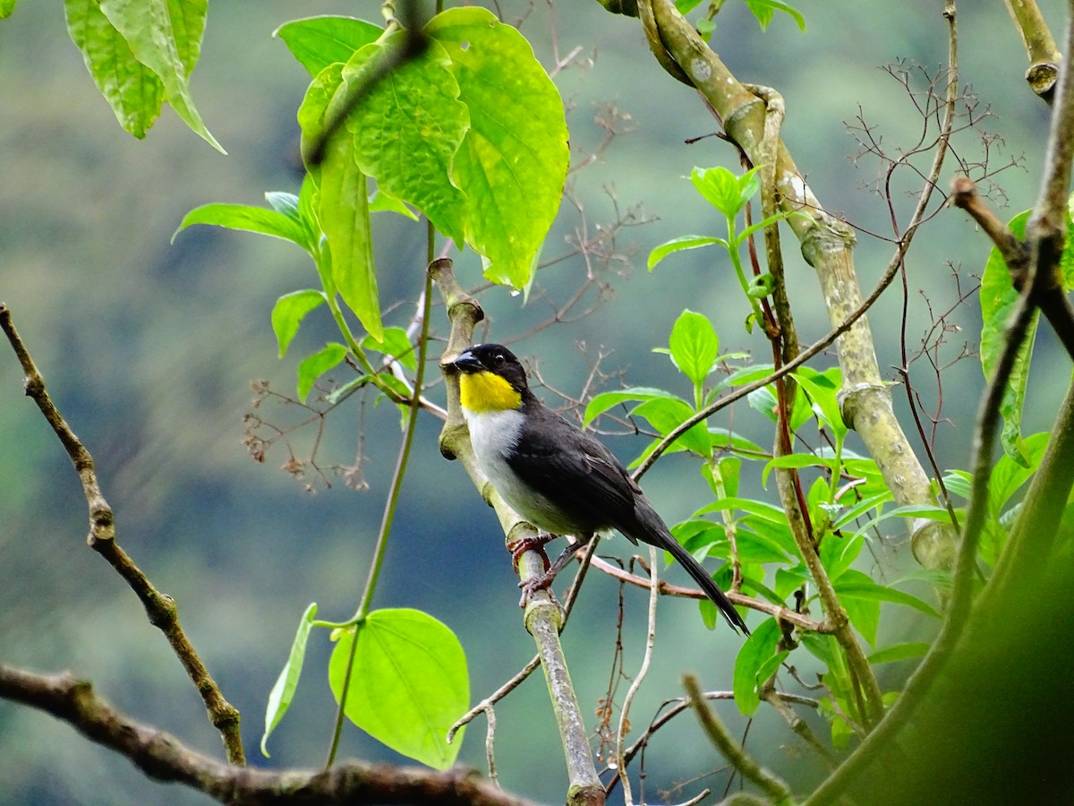 White-naped Brushfinch - Hugo Benjumea