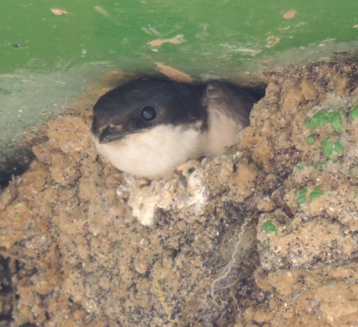 Western House-Martin - Mark Easterbrook