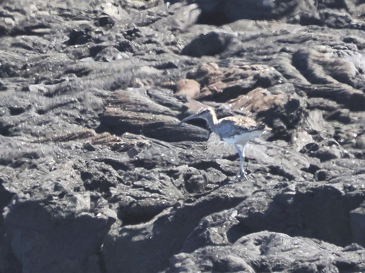 Whimbrel - Olivier Coucelos