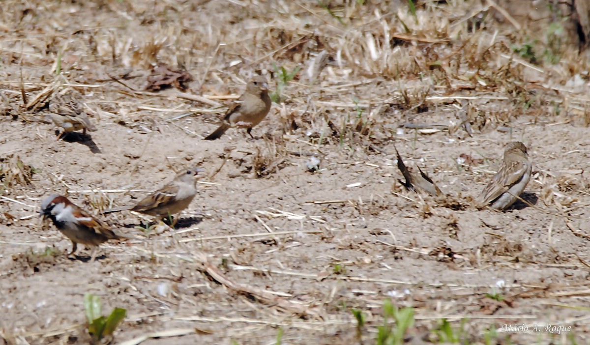 House Sparrow - ML619127866