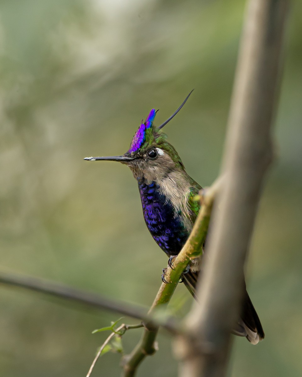 kolibřík paraguayský - ML619127868