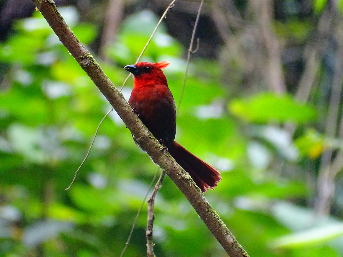 Crested Ant-Tanager - Hugo Benjumea