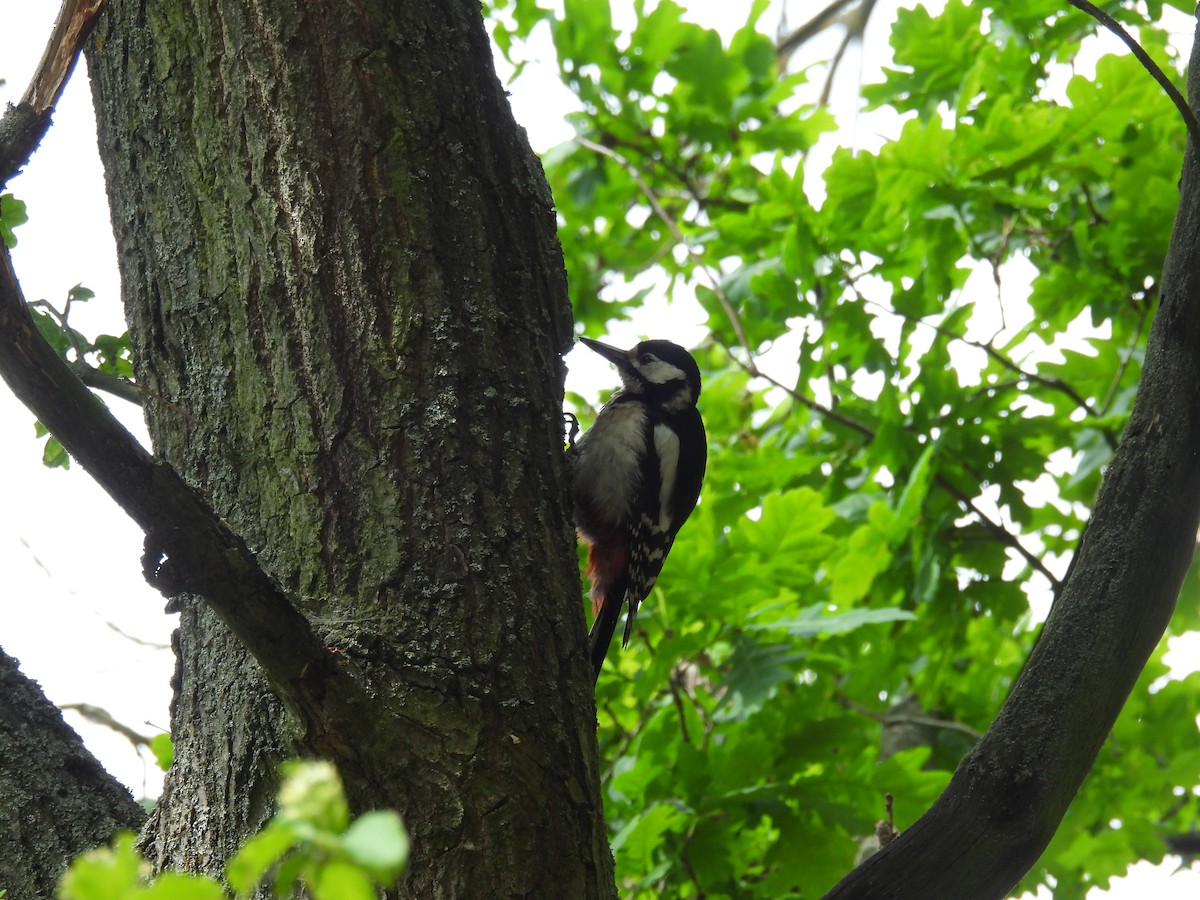 Great Spotted/Syrian Woodpecker - ML619127901