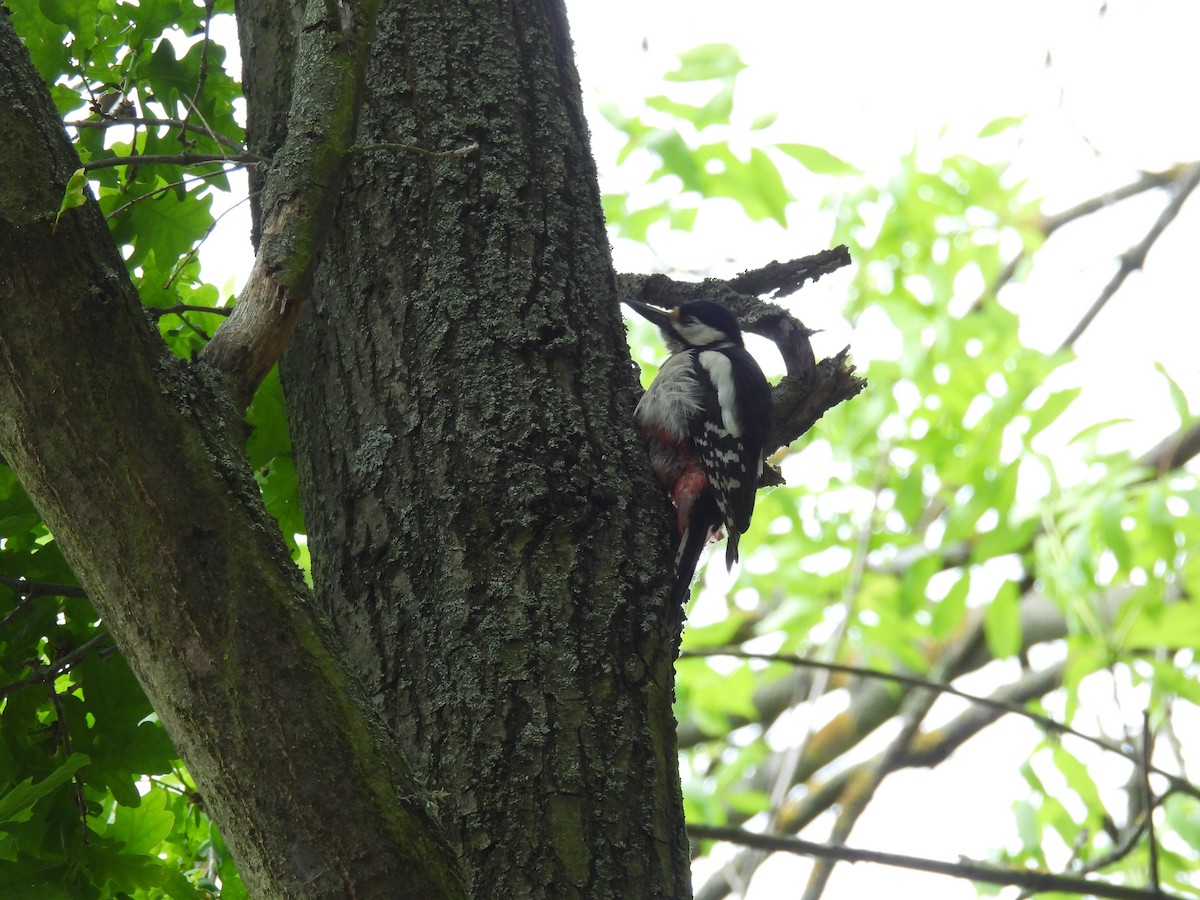 Great Spotted/Syrian Woodpecker - ML619127904