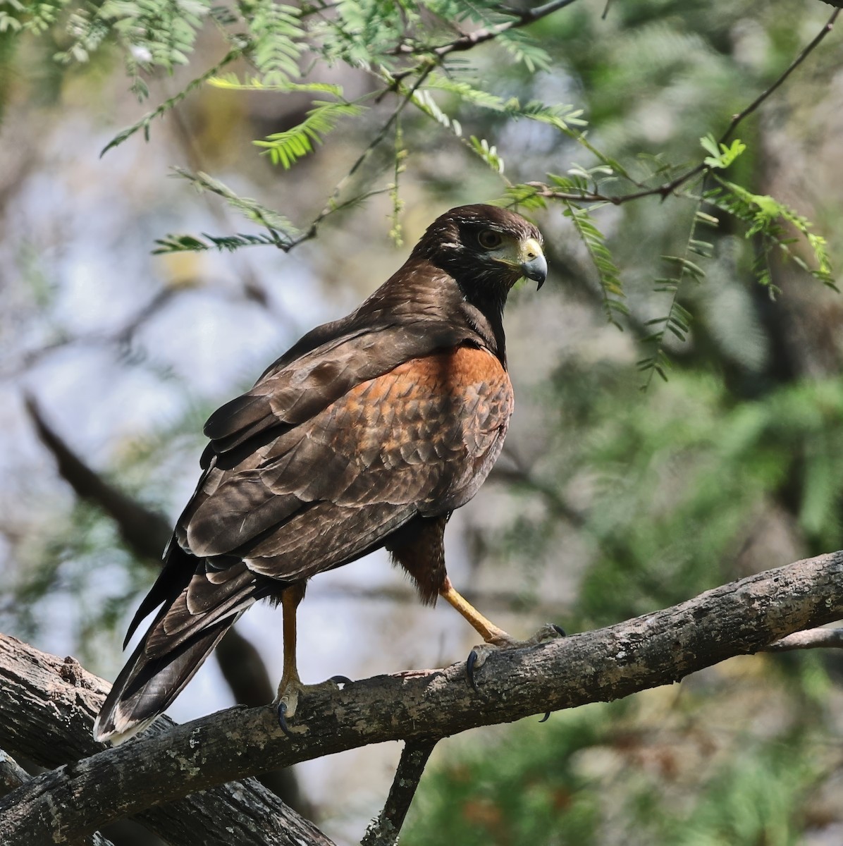 Wüstenbussard - ML619127909