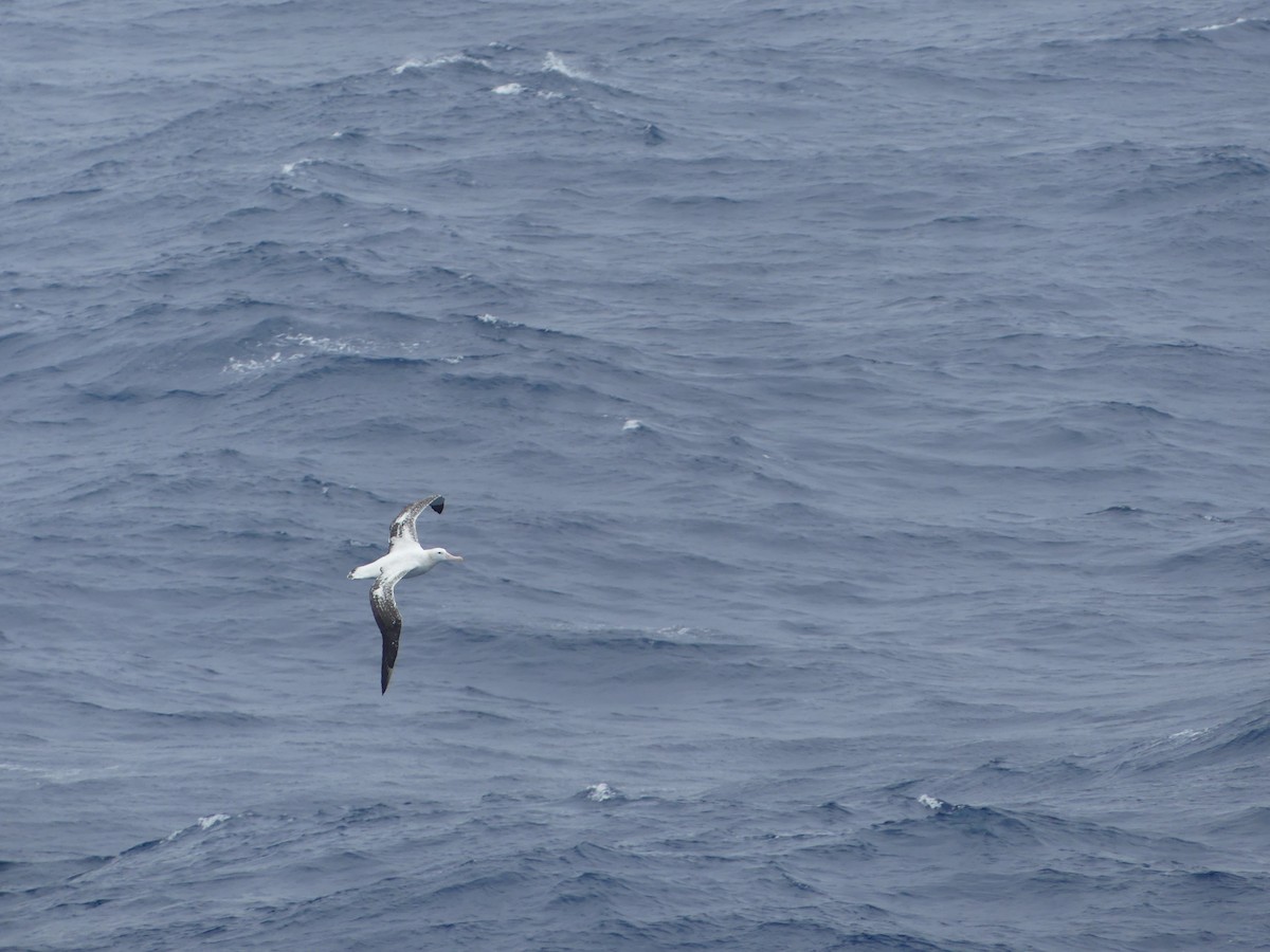 Wanderalbatros - ML619127959