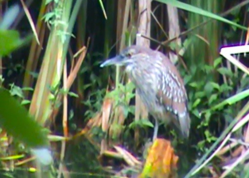 Black-crowned Night Heron - Carlos Eduardo Gussoni