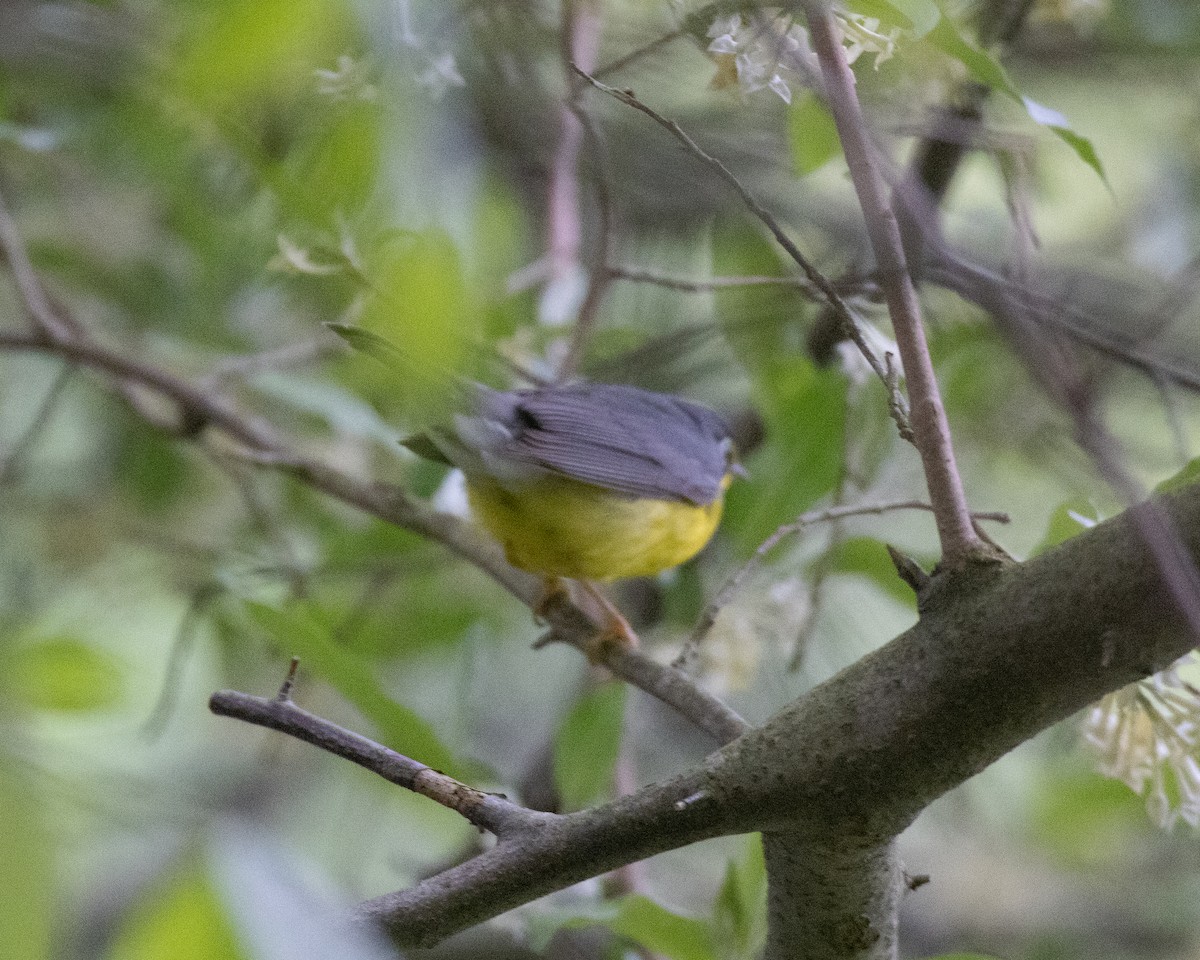 Canada Warbler - Kelly White