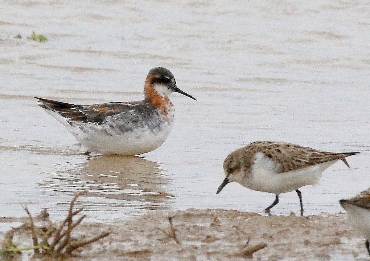 Red-necked Phalarope - ML619127987