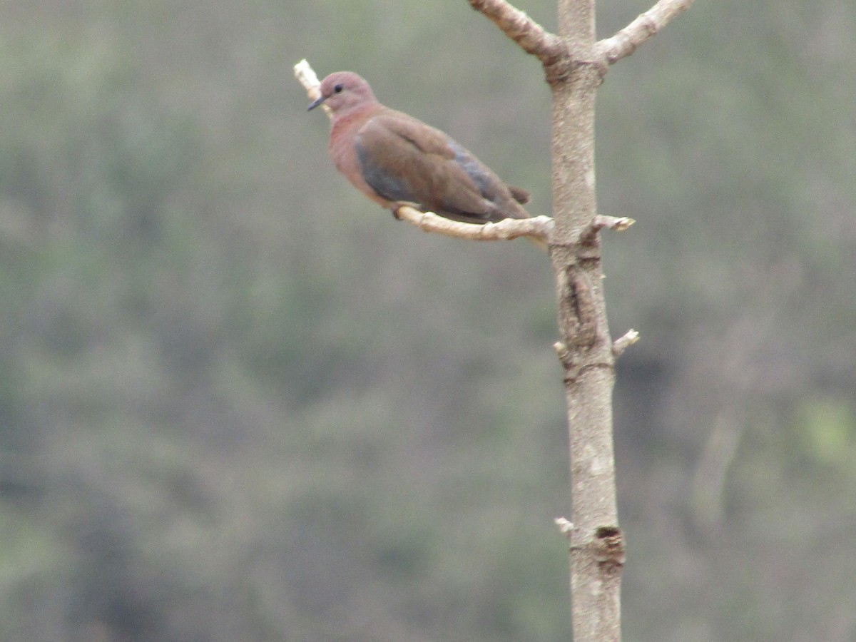 Laughing Dove - vaazhaikumar kumar