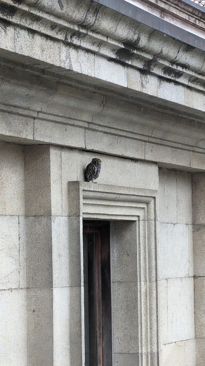 Little Owl - ML619127994