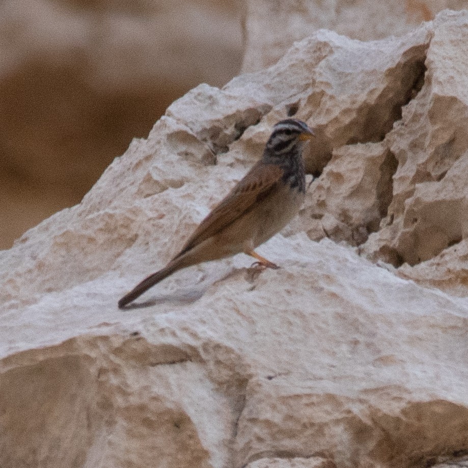 Striolated Bunting - Hassan Rokni