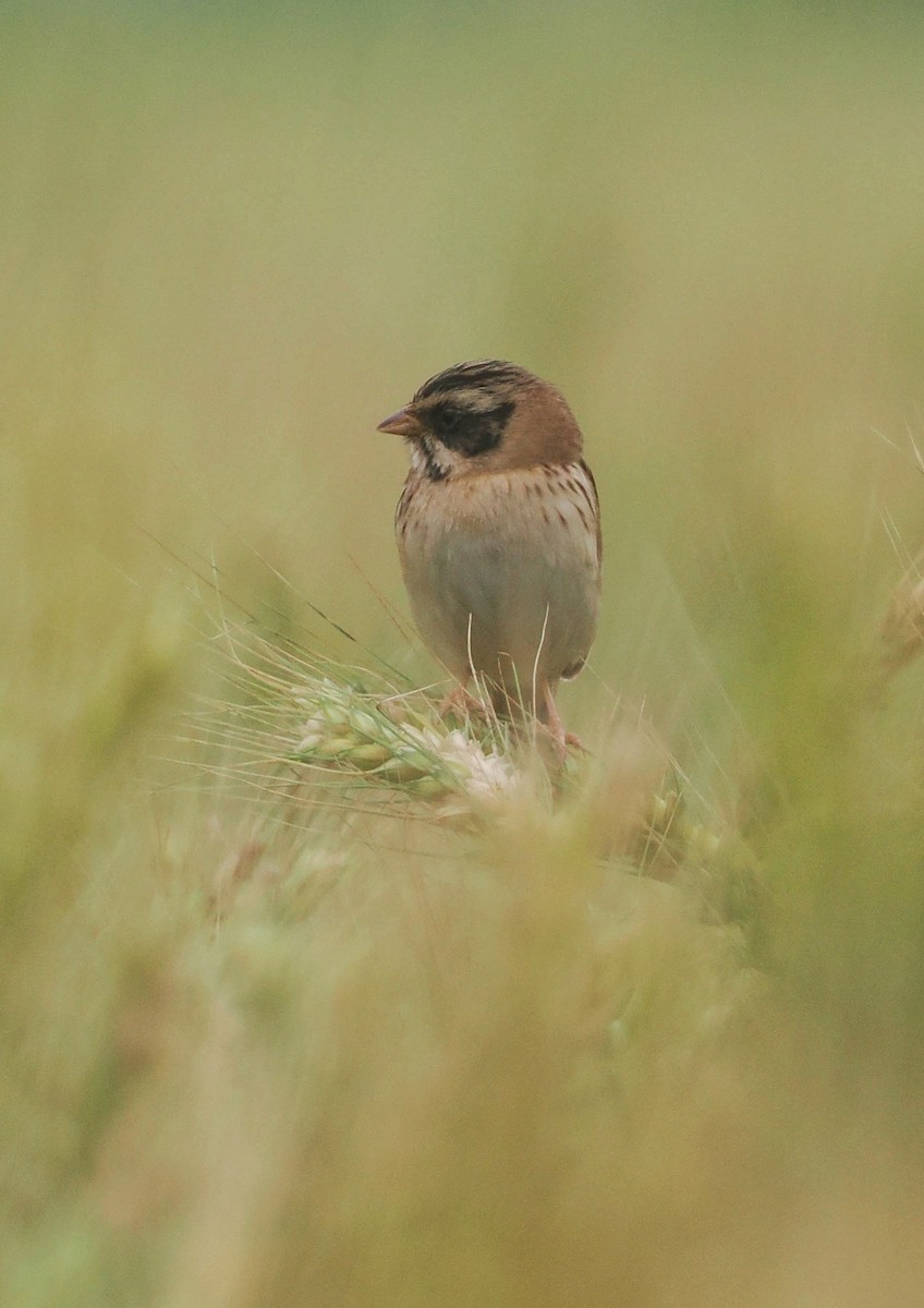 Ochre-rumped Bunting - ML619128013