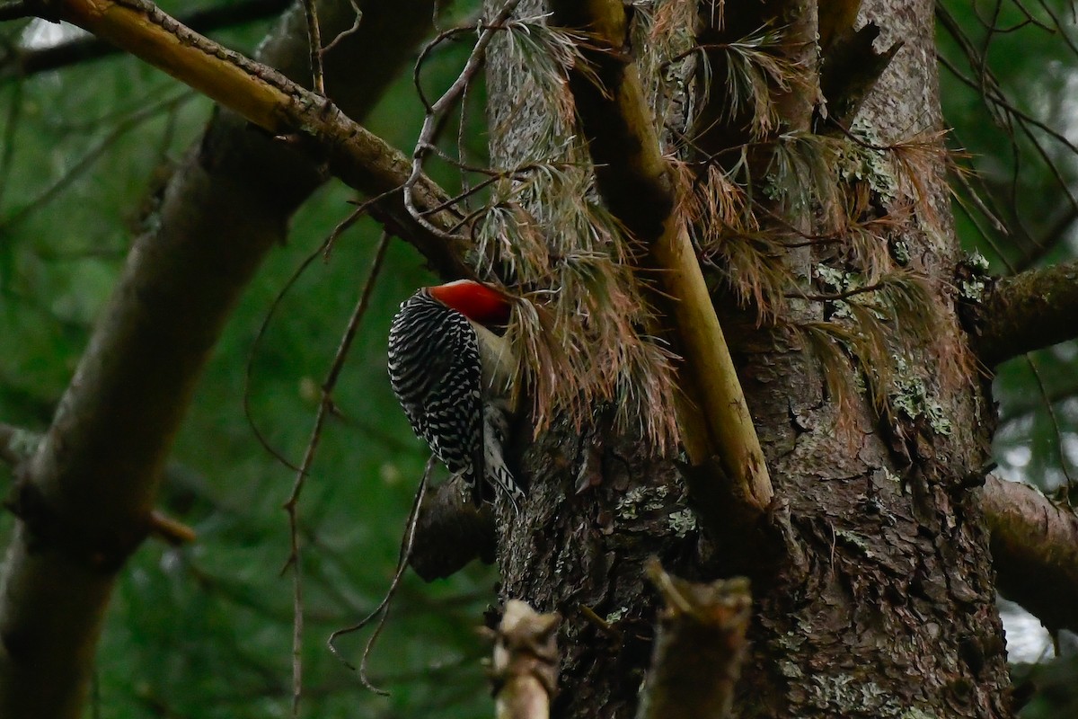Red-bellied Woodpecker - Cristine Van Dyke