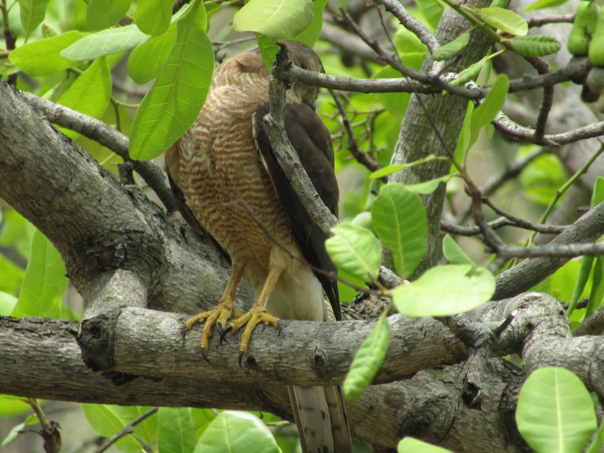 Shikra - vaazhaikumar kumar