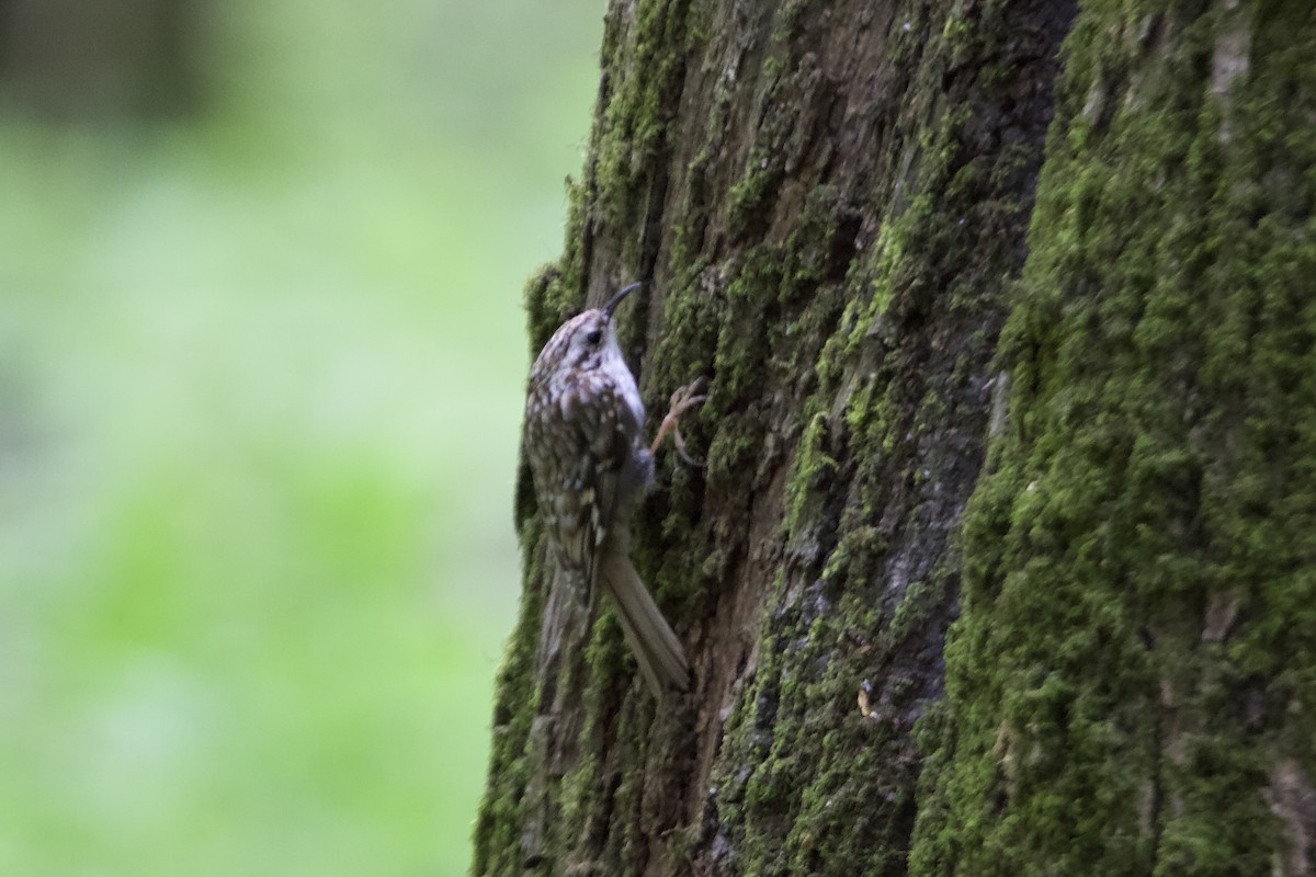 Eurasian Treecreeper - Elena Popova