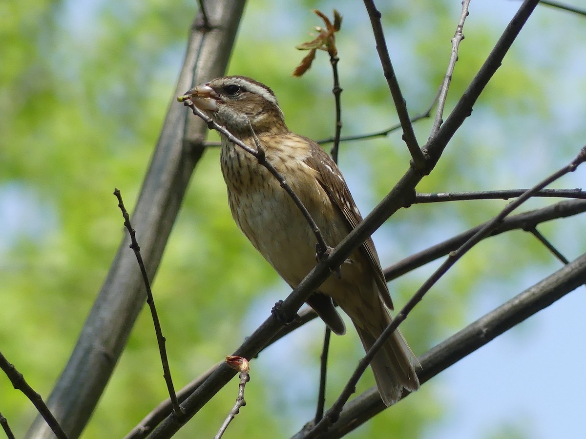 Rose-breasted Grosbeak - Christian grenier Krisskinou