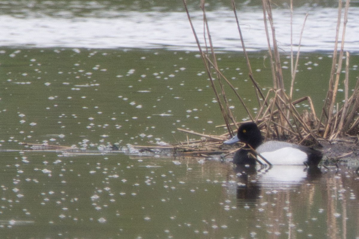 Lesser Scaup - Tomas Mazak