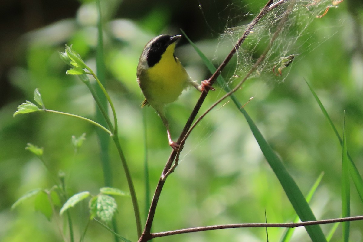 Common Yellowthroat - ML619128058