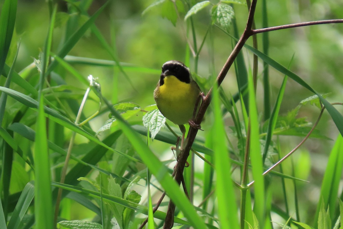 Common Yellowthroat - ML619128059