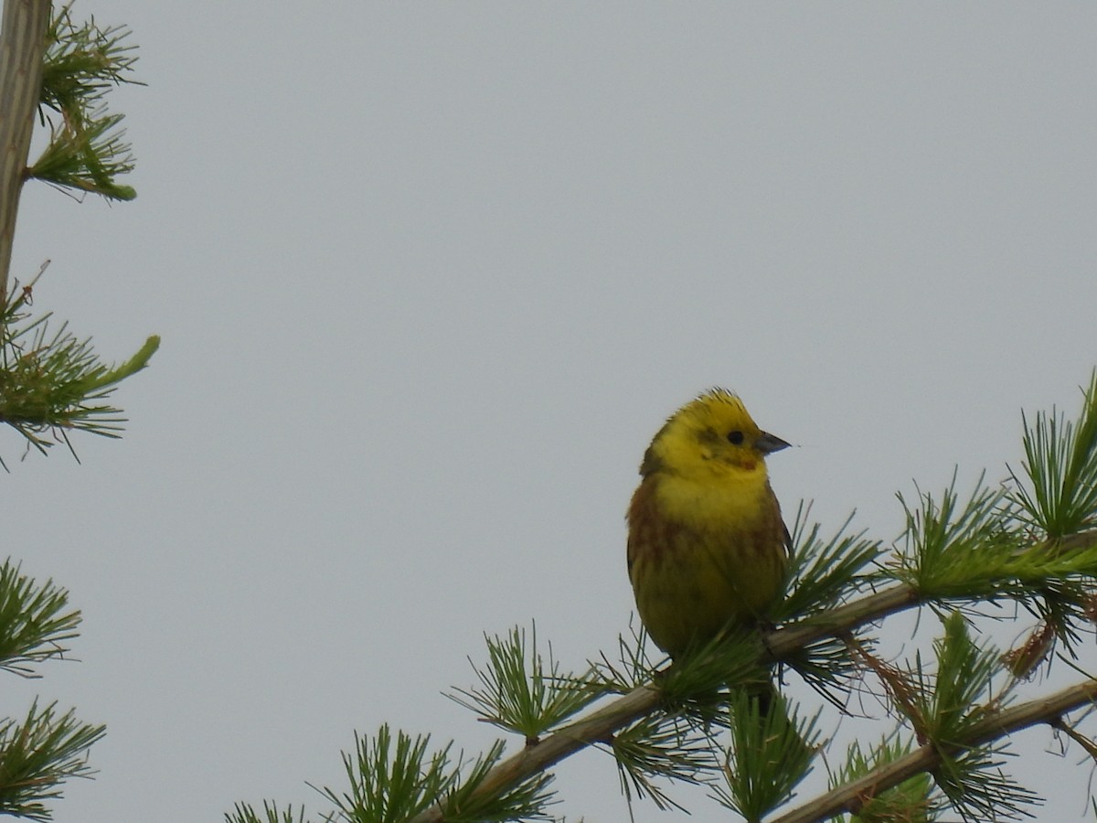 Yellowhammer - Mike Coulson
