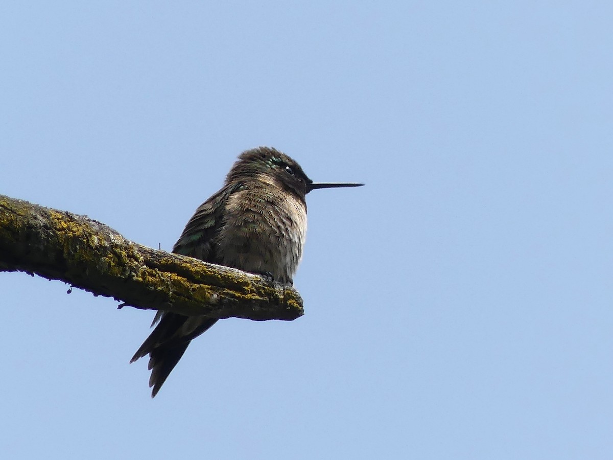 Ruby-throated Hummingbird - Christian grenier Krisskinou