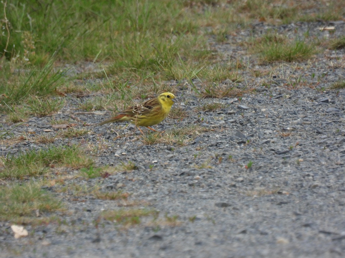 Yellowhammer - Mike Coulson