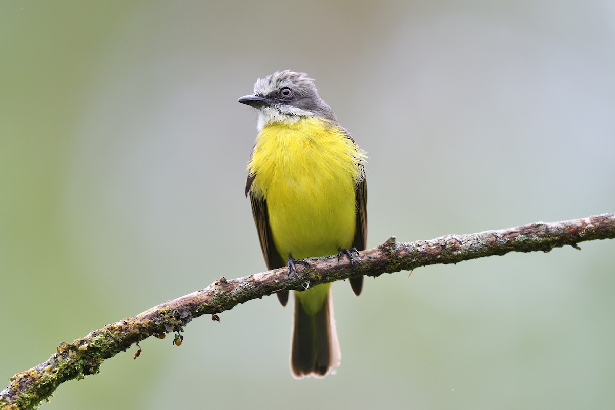 Gray-capped Flycatcher - terence zahner