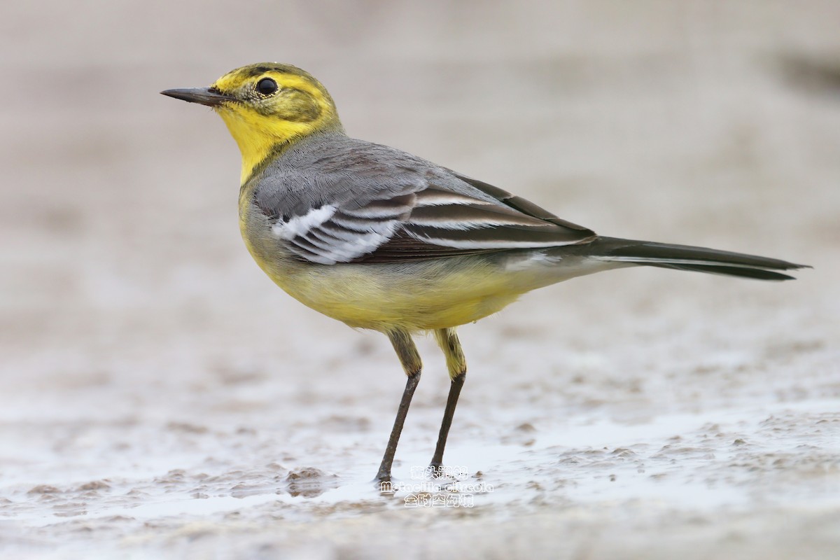 Citrine Wagtail (Gray-backed) - ML619128108