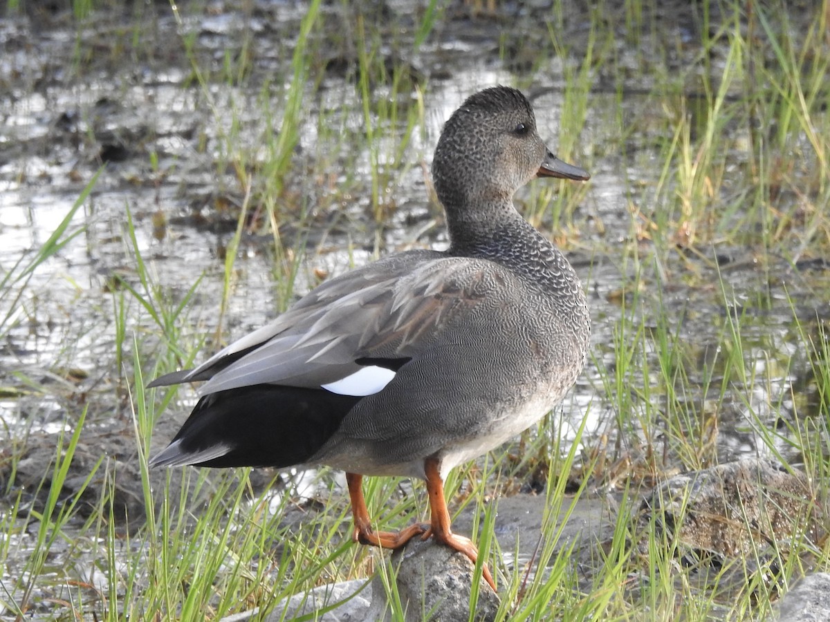 Canard chipeau - ML619128109