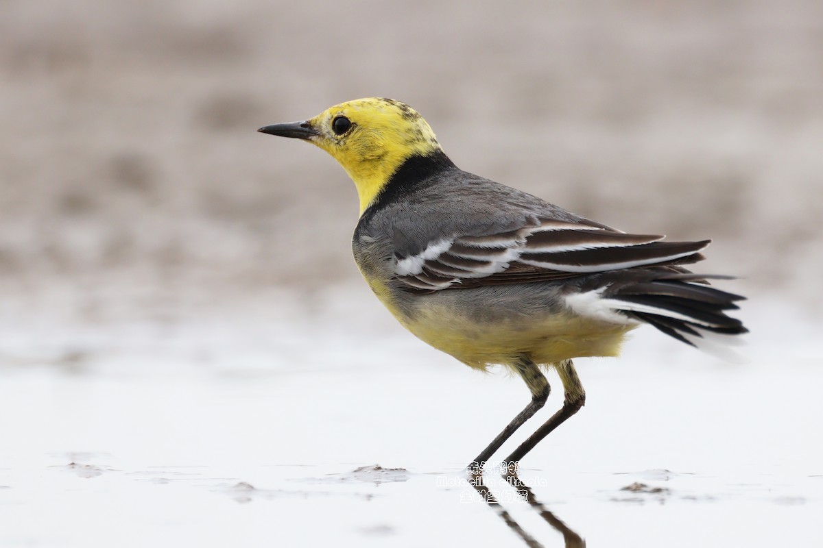 Citrine Wagtail (Gray-backed) - ML619128110