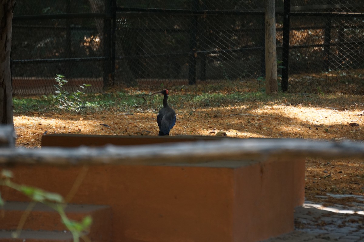 Red-naped Ibis - ML619128114